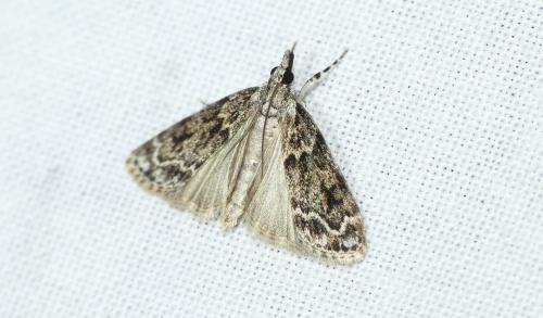 Réf. 258 902 : Scoparia basistrigalis